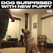 Dog Surprised With New Puppy Video Dogs Cute Baby Animals Cute Funny Animals