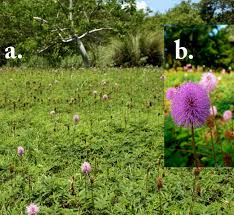 Types of ground cover determine the beauty and elegance of home spaces and indeed you should have to make sure about the very. Florida Native Plants Nursery
