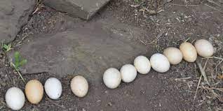 Menurut usda, sebutir poach egg memiliki k72 kalori, namun sebutir telur rebus memiliki 78 kalori. Benarkah Telur Ayam Kampung Lebih Sehat Daripada Telur Ayam Ras Halaman All Kompas Com