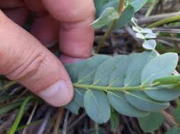 Image result for Phyllanthus crassinervius