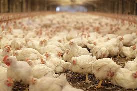 How to design a modern automatic chicken farm (africhic): Global Broiler Trends Canadian Poultry Magazinecanadian Poultry Magazine