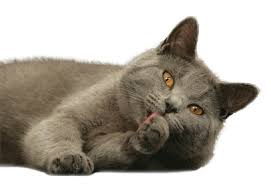 Image result for chartreux