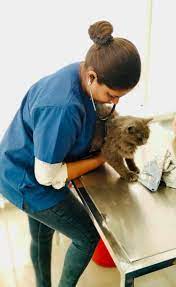 We did not find results for: Happy Pets Vet Clinic Veterinary Hospitals Book Appointment Online Veterinary Hospitals In Vesu Surat Justdial