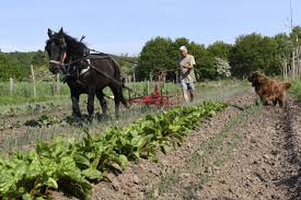 Ferme biologique du bec hellouin. Le Bec Hellouin La Micro Ferme Qui Montre Qu On Peut Produire Beaucoup De Facon Durable We Demain