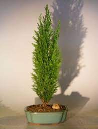 Check spelling or type a new query. Buy European Cypress Bonsai Tree In Cheap Price On Alibaba Com