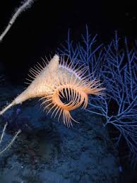 Venus Flytrap Anemone Photo Ian Macdonald Sea Creatures Deep Sea Creatures Ocean Creatures