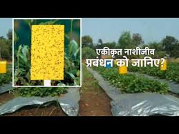 The national ipm roadmap definition of ipm, updated in 2018: Ipm Integrated Pest Management In Hindi Youtube