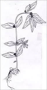 Image result for Euphorbia hirta