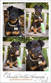 Florida keys (key) ft myers / sw florida (fmy) gainesville, fl (gnv). Giant Rottweiler Puppies For Sale In Florida The Y Guide