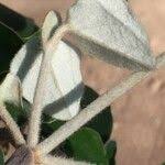 Image result for Androstachys johnsonii