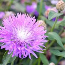 Image result for Nesaea polycephala