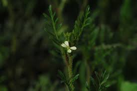 Image result for Carrichtera annua