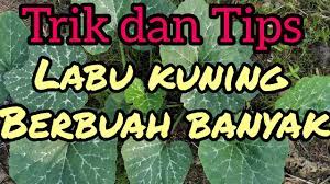 Pemupukan durian pada durian dewasa ini bertujuan untuk merangsang pembuahan sunarmi 2juli 2019 alhamdulilah dapat ilmu yg banyak bapak,dengan adanya sering ini ,pak aq mau tanya durian. Labu Kuning Berbuah Banyak Youtube
