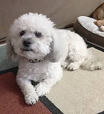 I will never step foot in there unless they go through grand renovations and have new management. East Hanover Nj Bichon Frise Meet Milo A Pet For Adoption