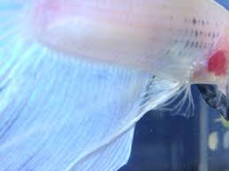 Betta With Red Inflamed Gills Fish Care