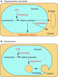 History and etymology for proenzyme. A Vpe Family Supporting Various Vacuolar Functions In Plants Yamada 2005 Physiologia Plantarum Wiley Online Library