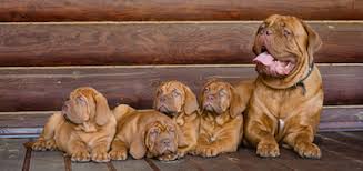 You get a determined dog with intelligence and form that speaks to their many years of breeding. Get To Know The Dogue De Bordeaux The National Guard Dog Of France