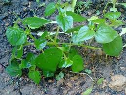 Manfaat daun sirih untuk mengatasi demam berdarah. Ramai Tak Tahu Khasiat Pokok Sirih Cina Lelaki Ini Kongsi Manfaatnya Siap Buat Makan Buat Salad Keluarga