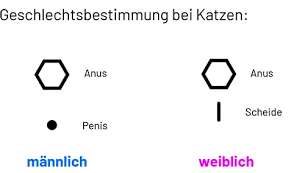 Zum einen spielt das geschlecht des vierbeiners eine rolle. Anleitung Zur Geschlechtsbestimmung Bei Katzen