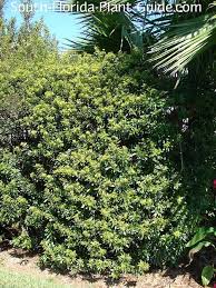 Wax myrtle is an evergreen tree that may grow 20 to 25 feet tall, but usually is much shorter. Wax Myrtle