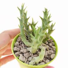 Image result for Orbea rogersii