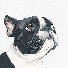 Dog Dog Portrait Painting Art Illustration Png Dog Art Artist Boston Terrier Bulldog Boston Terrier Art Boston Terrier Illustration Dog Portraits
