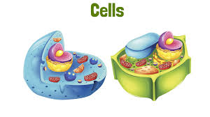 Check spelling or type a new query. Animal And Plant Cells Video Online Science Lesson