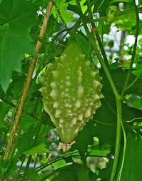 Image result for Momordica pterocarpa