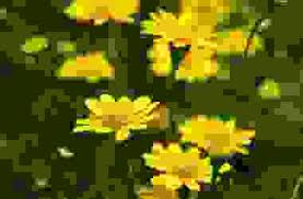 Narcisi giallo piccoli fiori giardino. Fiori Gialli Simili Al Narciso