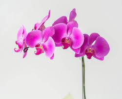 Acqua e fioritura phalaenopsis cura: Ø¬Ø±Ùˆ Ø§Ù„Ø­Ø¯ÙŠÙ‚Ø© Ù„Ù„Ø¥ØªØµØ§Ù„ Cura Orchidea Phalaenopsis Amazon Cedarmantel Com