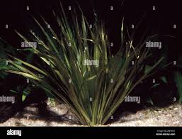 Image result for Blyxa aubertii