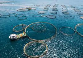Nations bid to protect oceans in world-first High Seas Treaty