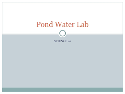 Science 10 Pond Water Lab During The Lab Obtain Pond Water