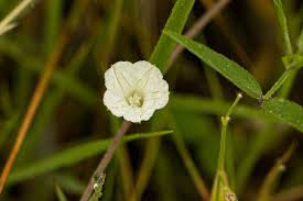 Image result for Plicosepalus sagittifolius