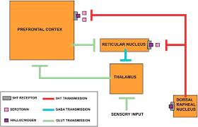Image result for Hallucinogen