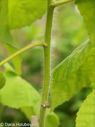 Image result for Abutilon indicum