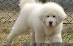 Tibetan Mastiff Information Characteristics Facts Names Dogbeast Tibetan Mastiff Puppy Mastiff Puppies Mastiff Breeds