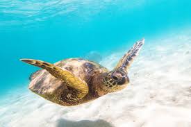 Two other species live in deeper waters further offshore. Hawaii Plants And Animals