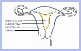 From bitcoin, the free encyclopedia. Center For Uterine Fibroids