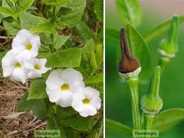 Image result for Acanthaceae