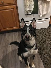Black Australian Cattle Dog Mix Puppy Meet My Cousins Dog Charlie A German Shepard Husky Blue Heeler Blue Heeler German Sheperd Dogs Australian Cattle Dog Mix
