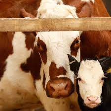 Dairy S Dirty Secret It S Still Cheaper To Kill Male Calves Than To Rear Them Farming The Guardian