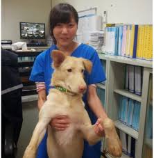 If your pet is very old or frail, or if they have had a sedative which might affect their circulation, the vet may inject into another area of the body. The Vet Who Euthanised Herself In Taiwan Bbc News