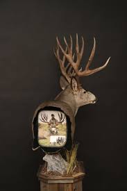 Get it as soon as tue, jul 20. Mule Deer Gallery Orion Taxidermy