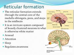 Reticular Formation The Reticular Formation Extends Through The Central Core Of Th Reticular Formation Brain Anatomy And Function Brain Parts And Functions