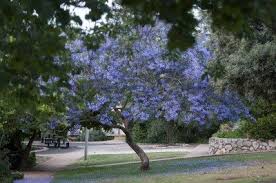An ideal small specimen tree for today's smaller gardens, equally useful as a large border accent or in decorative pots on a terrace or patio. Tips Information About Jacaranda Gardening Know How