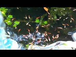 Dan peminatnya pun dari beragam usia. Cara Budidaya Ikan Cupang Di Kolam Terpal Infoakuakultur Com