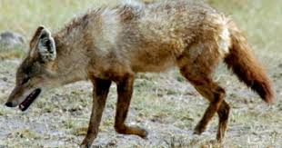 The Variegated Jackal Canis Aureus Soudanicus Also Known As The Nubian Jackal Is A Subspecies Of Golden Jackal Native To S Egyptian Jackal Wild Dogs Jackal