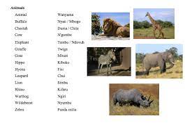 Swahili Alphabet Know It All Swahili Learn A New Language Africa Lesson Plans