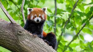 Although red pandas' physical differences have led many to speculate that two species did exist, this research is the first time the theory has been proven. Germany Duisburg Zoo Finds Missing Red Panda News Dw 03 07 2021